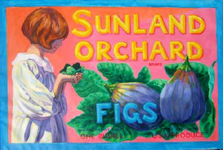 Sunland Orchard Figs