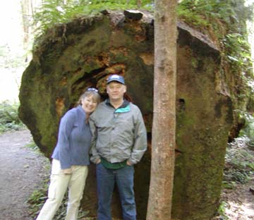 Allen & I Redwoods